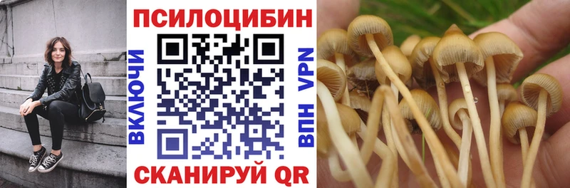 кракен tor  Апшеронск  Псилоцибиновые грибы Psilocybe 